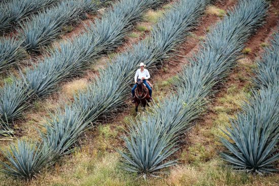 img-maguey